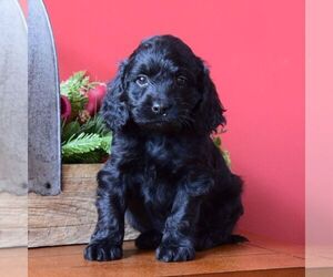 Cock-A-Poo Puppy for sale in TERRE HILL, PA, USA