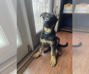 German Shepherd Dog Litter for sale in ROCHESTER, WA, USA