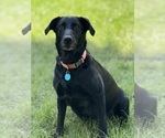 Small Photo #1 Labrador Retriever Puppy For Sale in SIOUX CENTER, IA, USA
