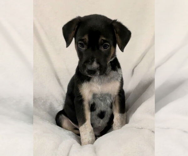 Medium Photo #2 Mutt Puppy For Sale in House Springs, MO, USA