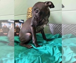 Italian Greyhound Puppy for sale in SANGER, CA, USA
