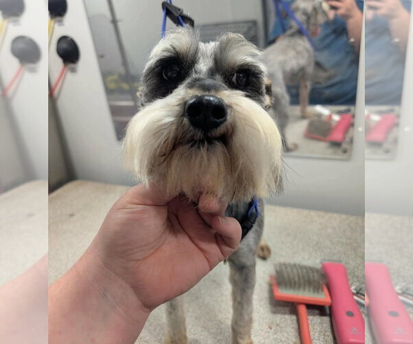 Medium Photo #4 Miniature Schnauzer-Unknown Mix Puppy For Sale in Grafton, WI, USA