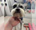 Small #3 Miniature Schnauzer Mix