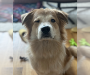 Golden Retriever-Unknown Mix Dogs for adoption in Brooklyn, NY, USA