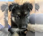 Puppy Kacie German Shepherd Dog