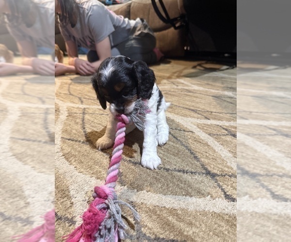 Medium Photo #18 Cavapoo (Miniature) Puppy For Sale in SAINT FRANCIS, MN, USA