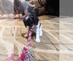 Small Photo #18 Cavapoo (Miniature) Puppy For Sale in SAINT FRANCIS, MN, USA