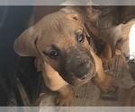 Small Photo #5 Great Dane Puppy For Sale in JOHNSTOWN, OH, USA