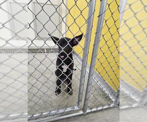 Labrador Retriever-Unknown Mix Dogs for adoption in Temple, TX, USA