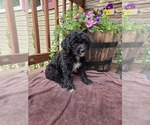 Small #1 Aussiedoodle