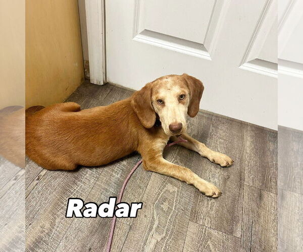 Medium Photo #4 Mutt Puppy For Sale in Myrtle Beach, SC, USA