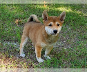 Shiba Inu Puppy for sale in CLARK, MO, USA