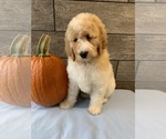 Small Photo #16 Poodle (Standard) Puppy For Sale in RICHMOND, IL, USA