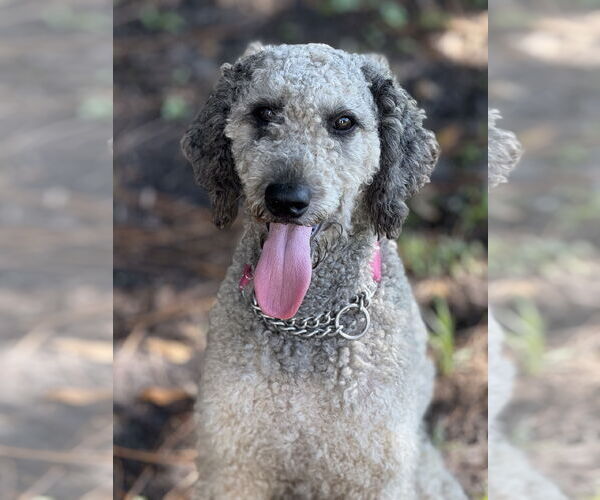 Medium Photo #2 Poodle (Standard) Puppy For Sale in Valrico, FL, USA