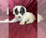 Puppy Bronco Poodle (Miniature)