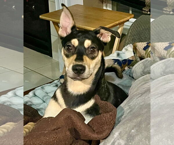 Medium Photo #16 Mutt Puppy For Sale in Germantown, OH, USA