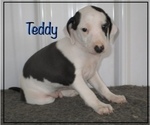 Small Photo #2 Italian Greyhound Puppy For Sale in MARYVILLE, MO, USA