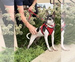 Small #4 Rat Terrier