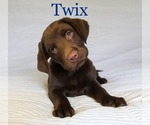 Small Photo #1 Labrador Retriever Puppy For Sale in LEXINGTON, KY, USA