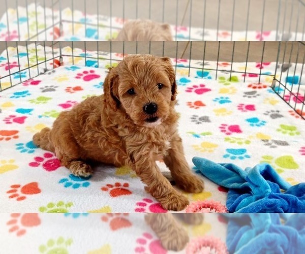 Medium Photo #14 Cavapoo mix (+ Poodle Miniature) Puppy For Sale in ORO VALLEY, AZ, USA