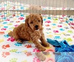 Small #13 Cavapoo mix (+ Poodle Miniature)