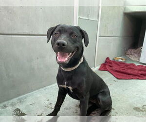 Labrador Retriever Dogs for adoption in Pasadena, CA, USA