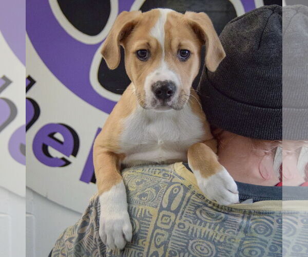 Medium Photo #6 Boxer-Unknown Mix Puppy For Sale in Huntley, IL, USA