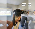 Small #1 American Pit Bull Terrier-American Staffordshire Terrier Mix