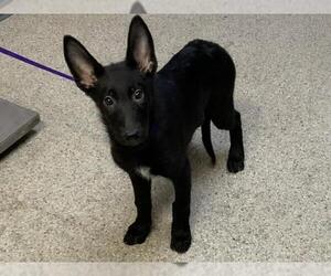 German Shepherd Dog-Unknown Mix Dogs for adoption in Visalia, CA, USA