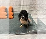 Small Cocker Spaniel Mix