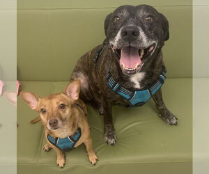 Sheba  [bonded to Bambi] - Female Mutt Dog for Adoption - Photo #9