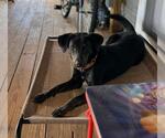 Small #1 Labrador Retriever Mix