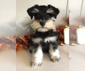 Schnauzer (Miniature) Puppy for sale in DELTA, CO, USA