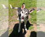 Small #10 Siberian Husky Mix
