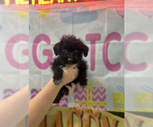 Poodle (Standard)-Unknown Mix Dogs for adoption in Temple, TX, USA