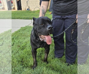 Mutt Dogs for adoption in Glen Allen, VA, USA