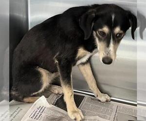 Mutt Dogs for adoption in San Antonio, TX, USA