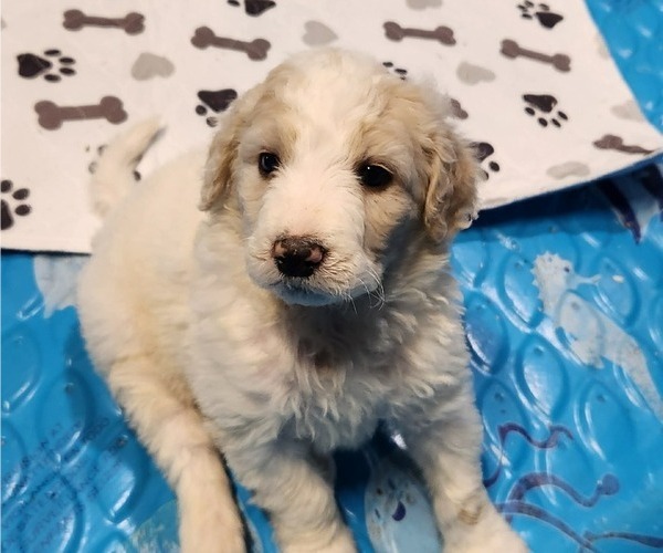 Medium Photo #1 Goldendoodle Puppy For Sale in ELLISGROVE, IL, USA