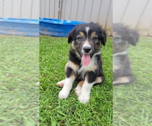 Australian Shepherd Puppy for sale in BEAR CREEK, WI, USA