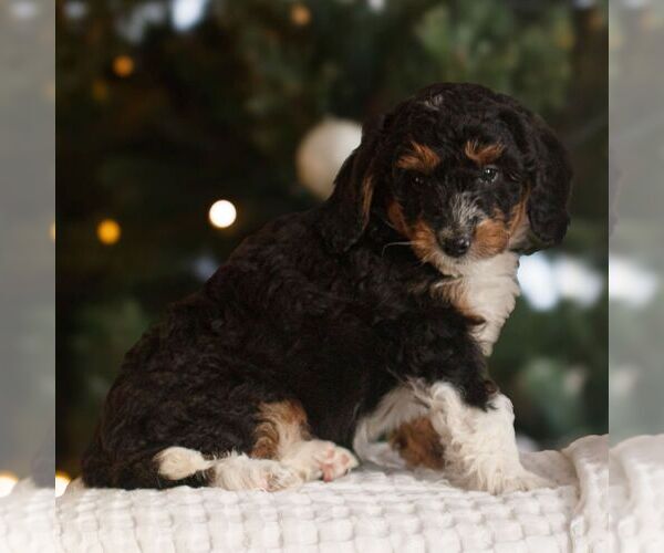 Medium Photo #4 Bernedoodle (Miniature) Puppy For Sale in NEW HOLLAND, PA, USA