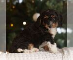 Small #3 Bernedoodle (Miniature)