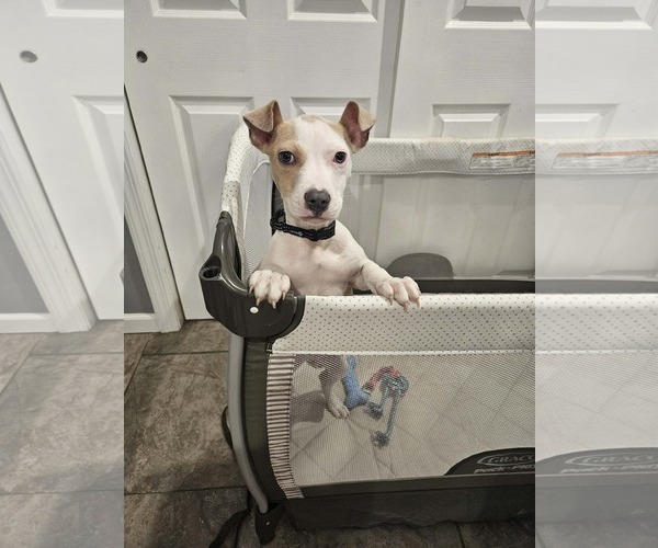 Medium Photo #6 Mutt Puppy For Sale in Woodbury, NY, USA