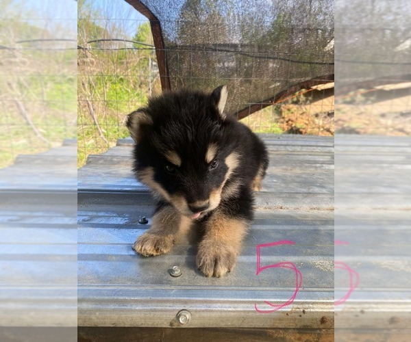 Medium Photo #5 Gerberian Shepsky Puppy For Sale in HAYDEN, AL, USA