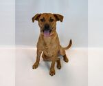 Small #5 Labrador Retriever Mix