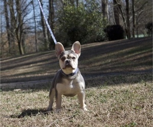 French Bulldog Puppy for sale in HIGH POINT, NC, USA