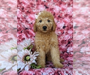 Goldendoodle (Miniature) Puppy for sale in CHRISTIANA, PA, USA