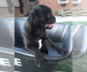 Jug Puppy for sale in CADIZ, KY, USA