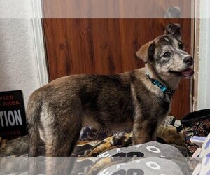 Huskies -Spaniel Mix Dogs for adoption in Anchorage, AK, USA