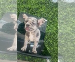 Small #2 French Bulldog