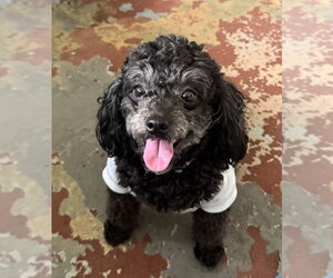 Peaches - Female Poodle (Miniature)-Unknown Mix Dog for Adoption - Photo #2